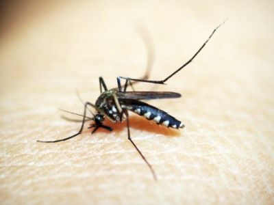 Dieren & insecten