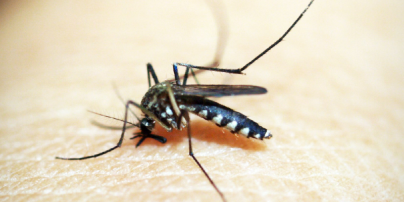 Dieren & insecten